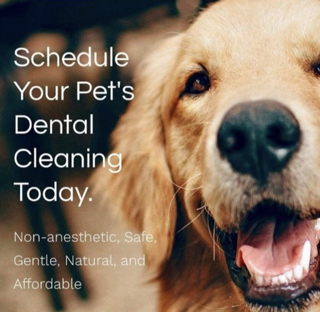 are dog dental cleaning procedures safe